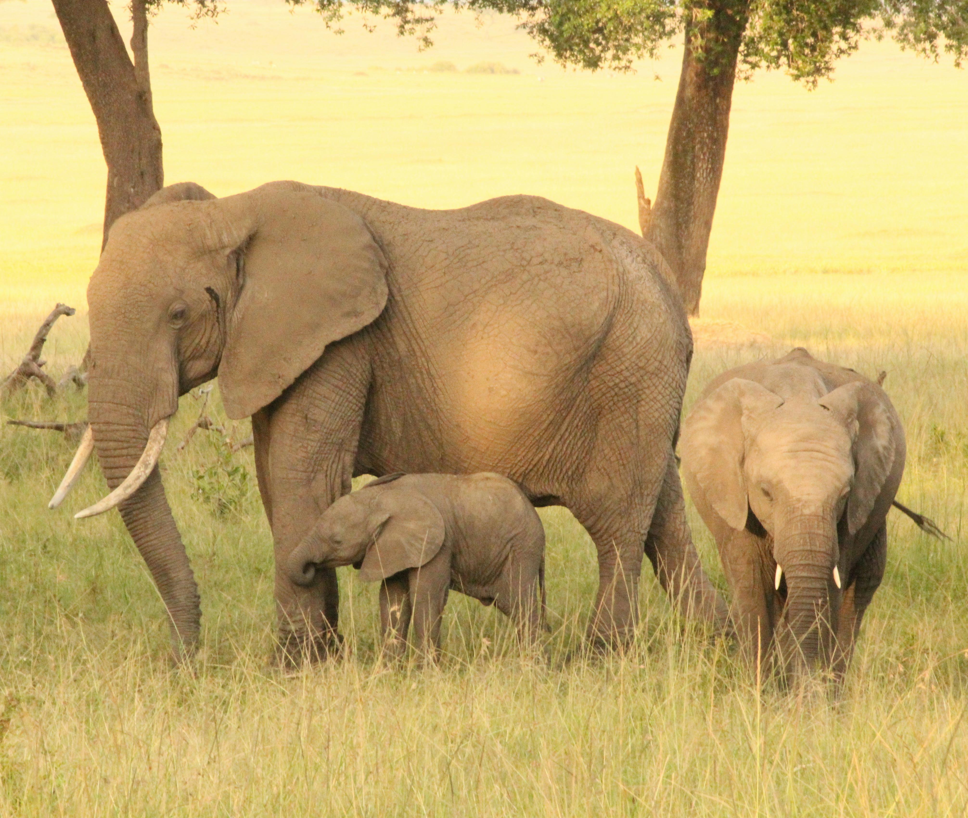 Masai Mara National Park