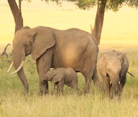 Masai Mara National Park