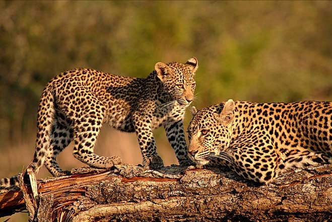Sabi Sands Game Reserve