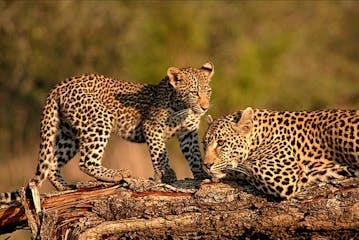 Sabi Sands Game Reserve