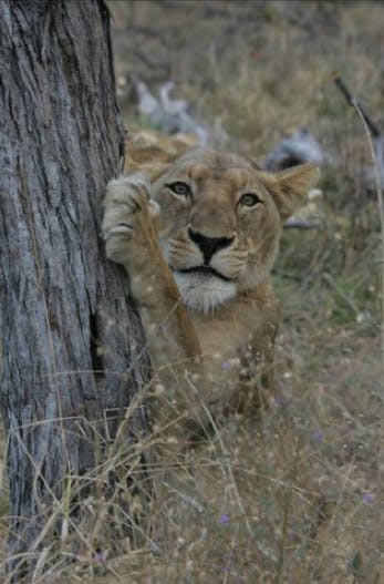 Sabi Sand Game Reserve