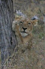 Sabi Sand Game Reserve