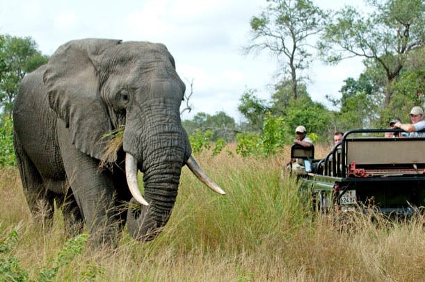 Sabi Sand Game Reserve
