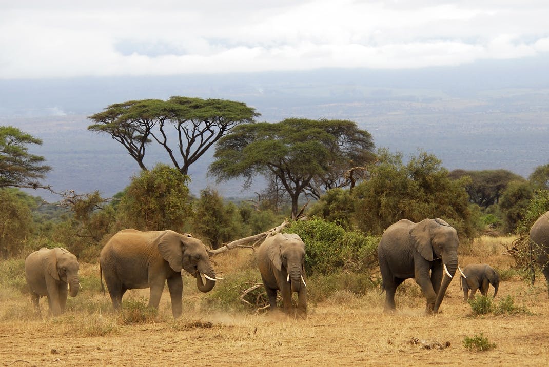 Discover Kenya's Highlights - Small Group Tour image 1