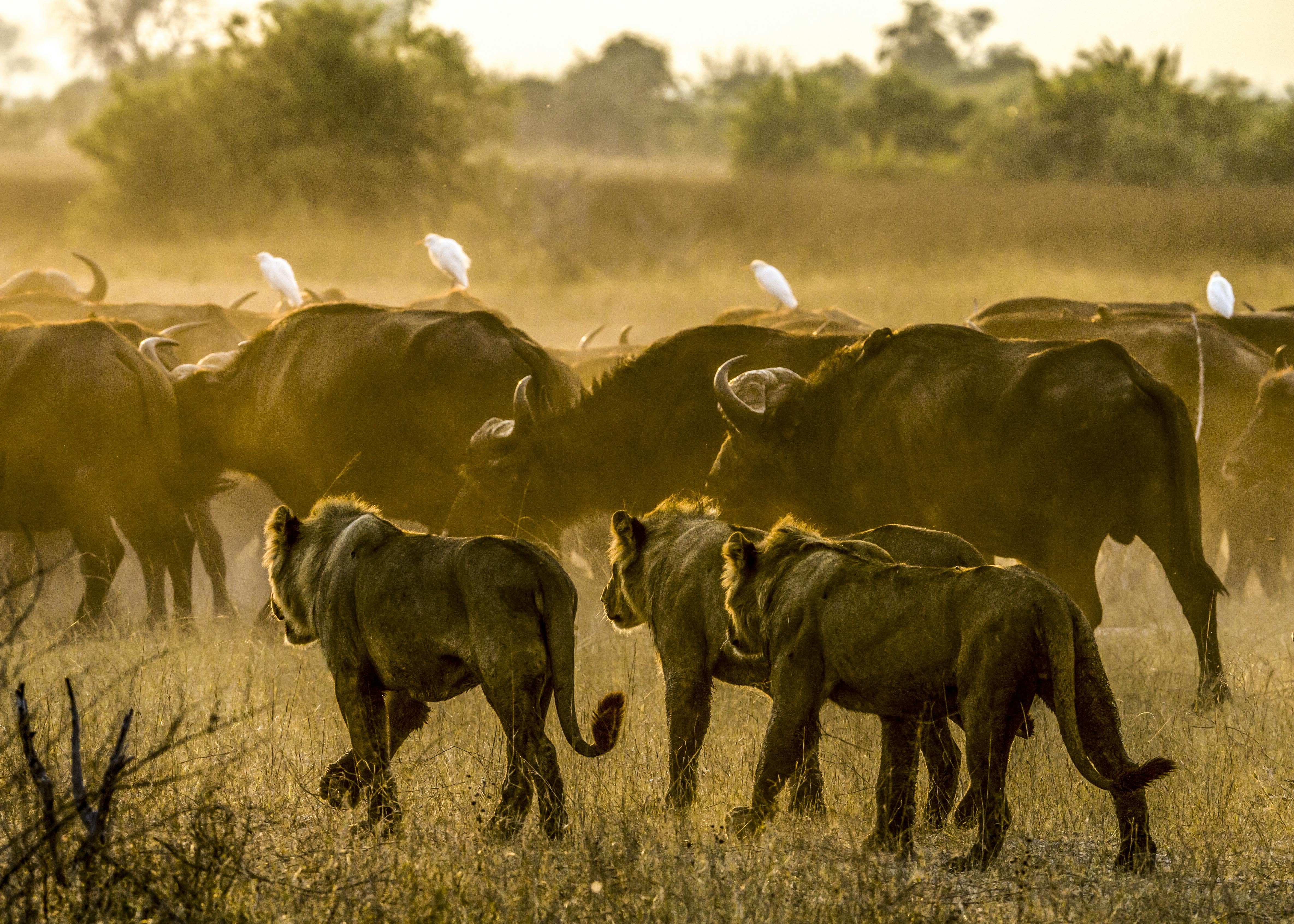 Best of Botswana wildlife and Victoria Falls image 1