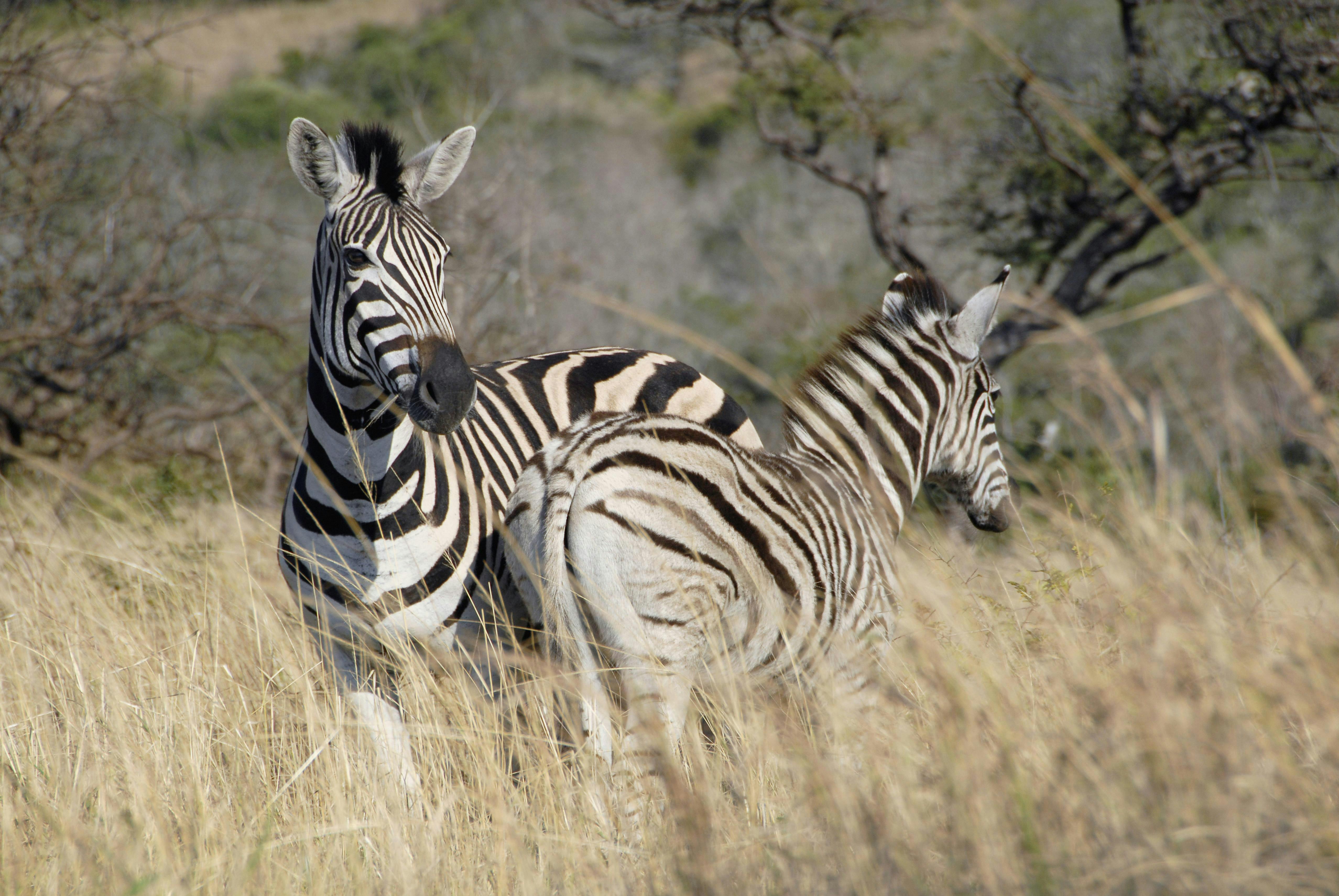 | Hluhluwe–Umfolozi Game Reserve