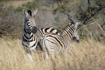 | Hluhluwe–Umfolozi Game Reserve