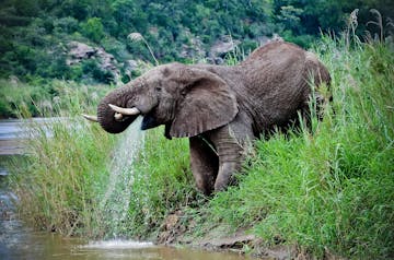| Elephant Conservation Excursion