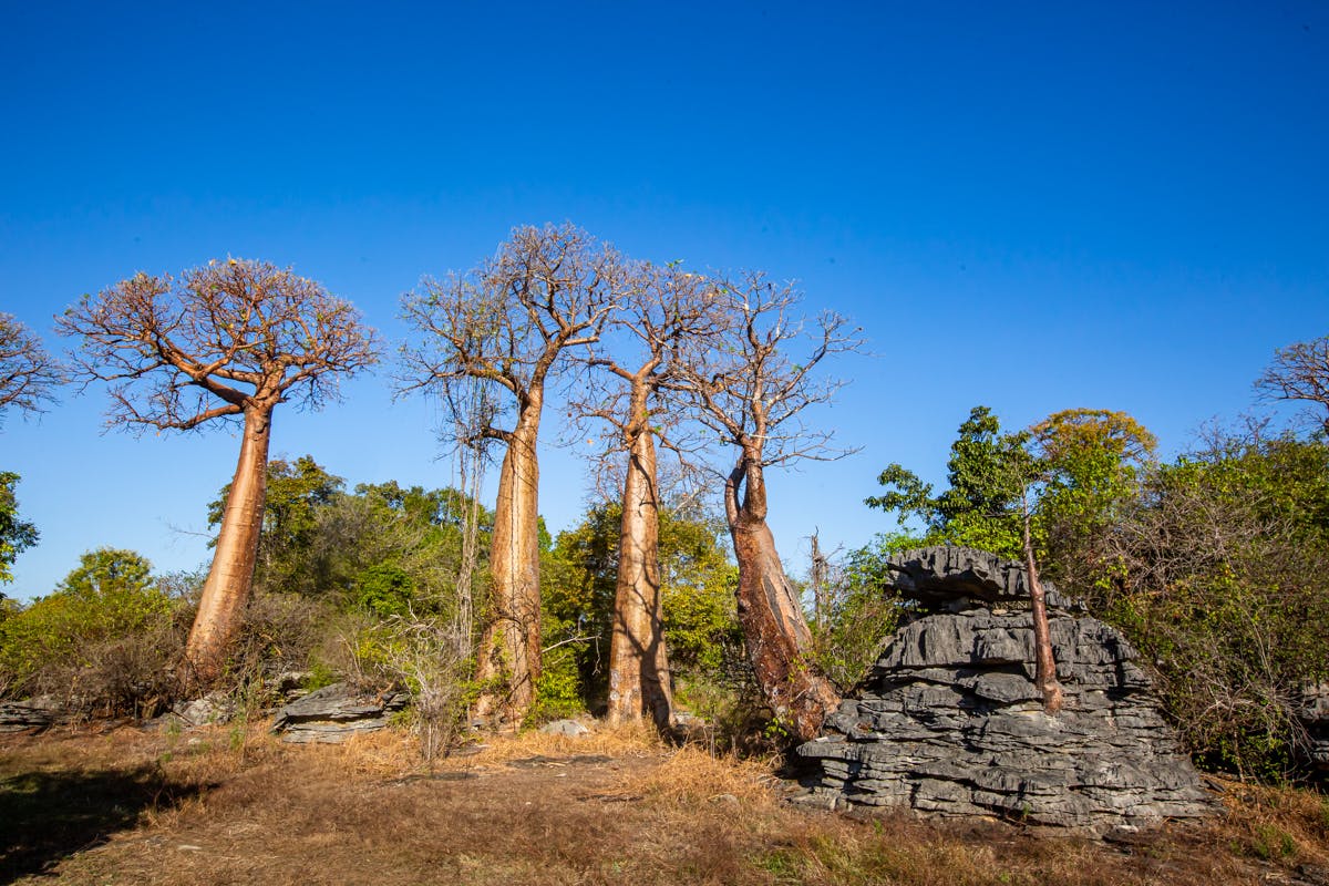 | Antananarivo to Namoroka Tsingy Camp