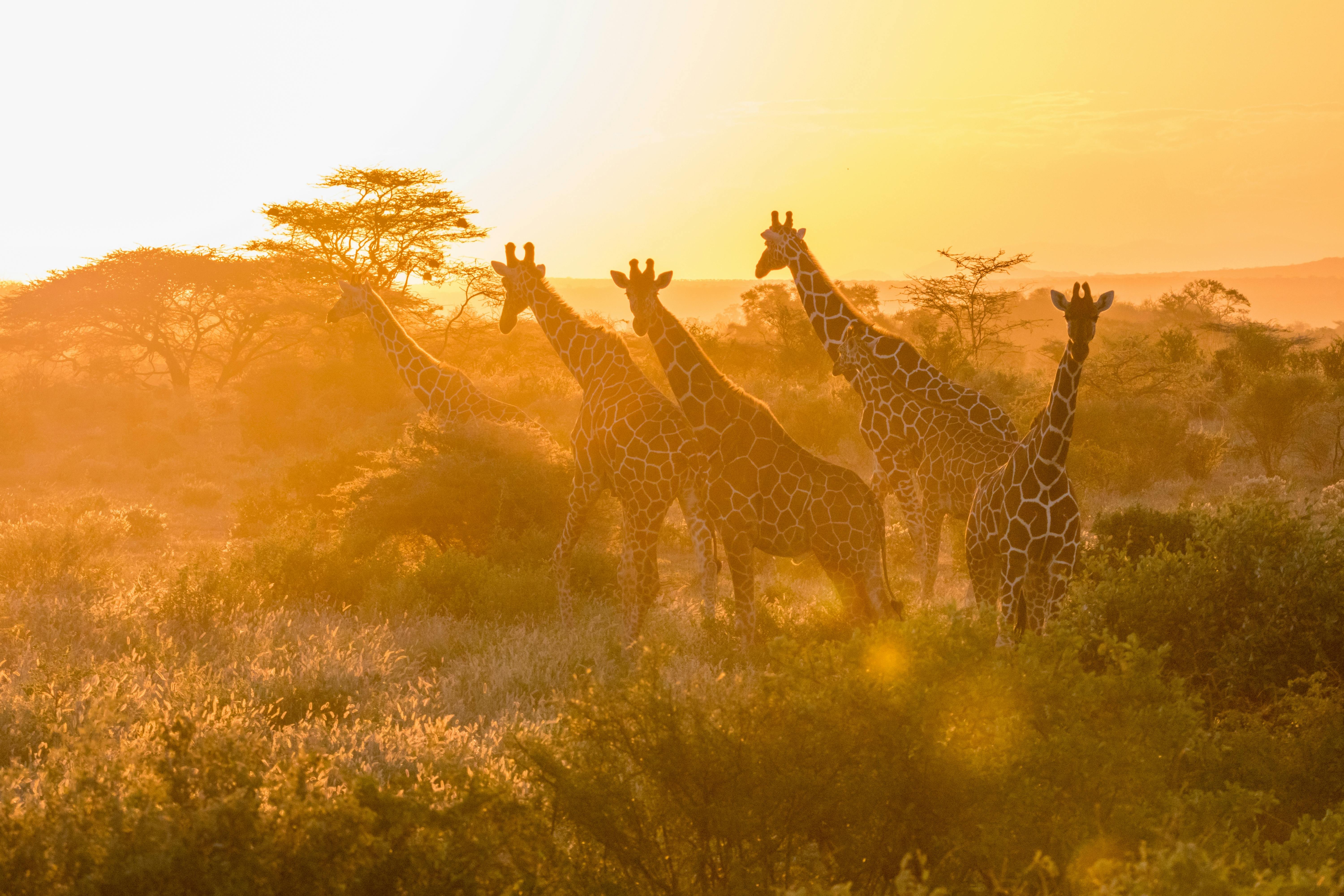 | Samburu National Park