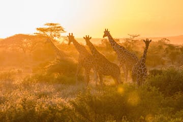 | Samburu National Park
