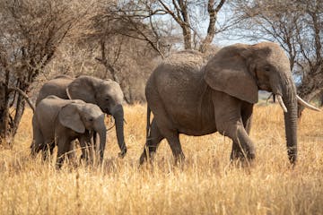 | Arusha to Tarangire National Park