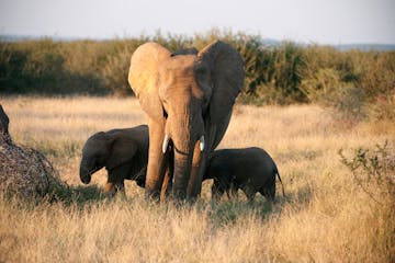 Madikwe Game Reserve