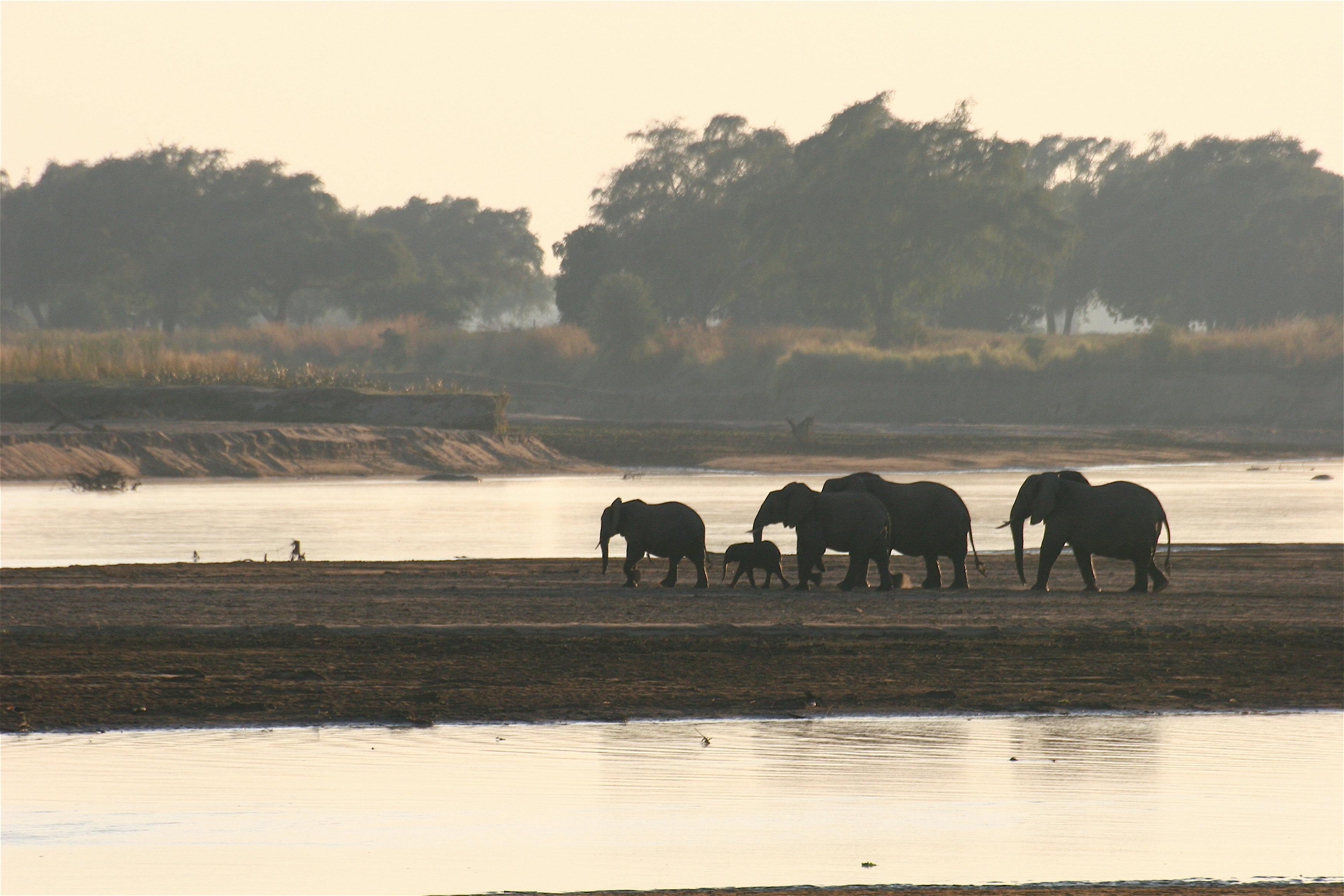 Remote Africa Walking Safaris image 1