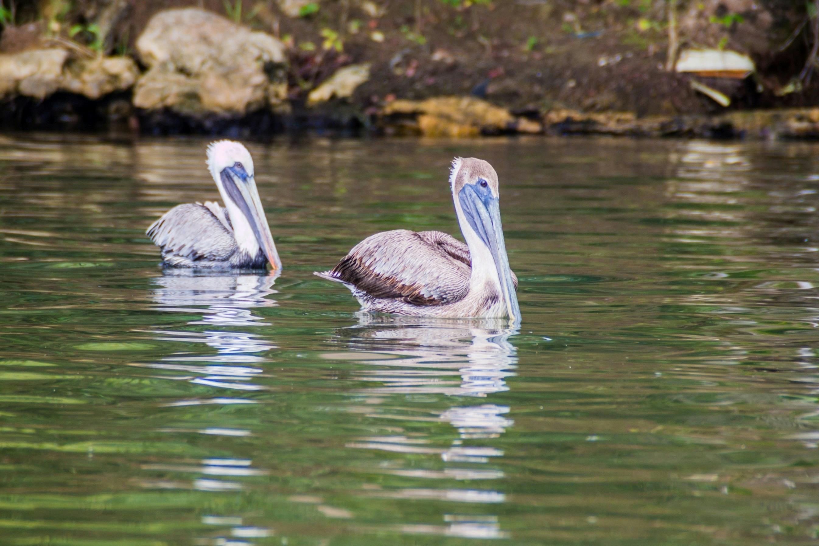 | Livingston to Rio Dulce to Tikal 