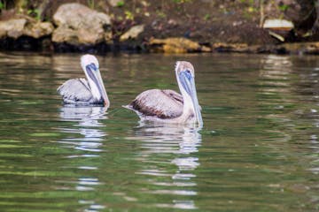 | Livingston to Rio Dulce to Tikal 