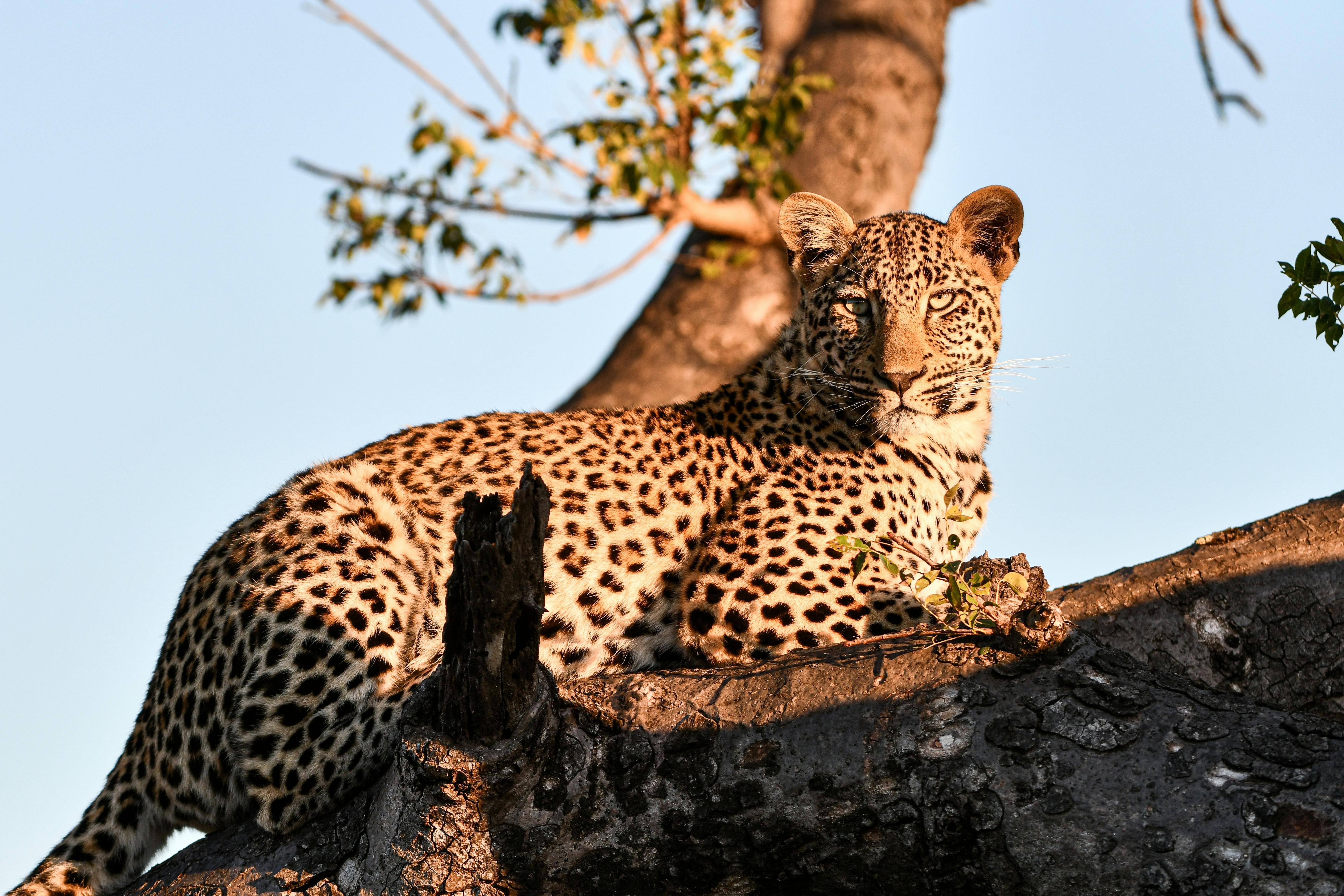 | Garonga Safari Camp