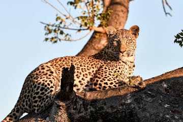 | Garonga Safari Camp