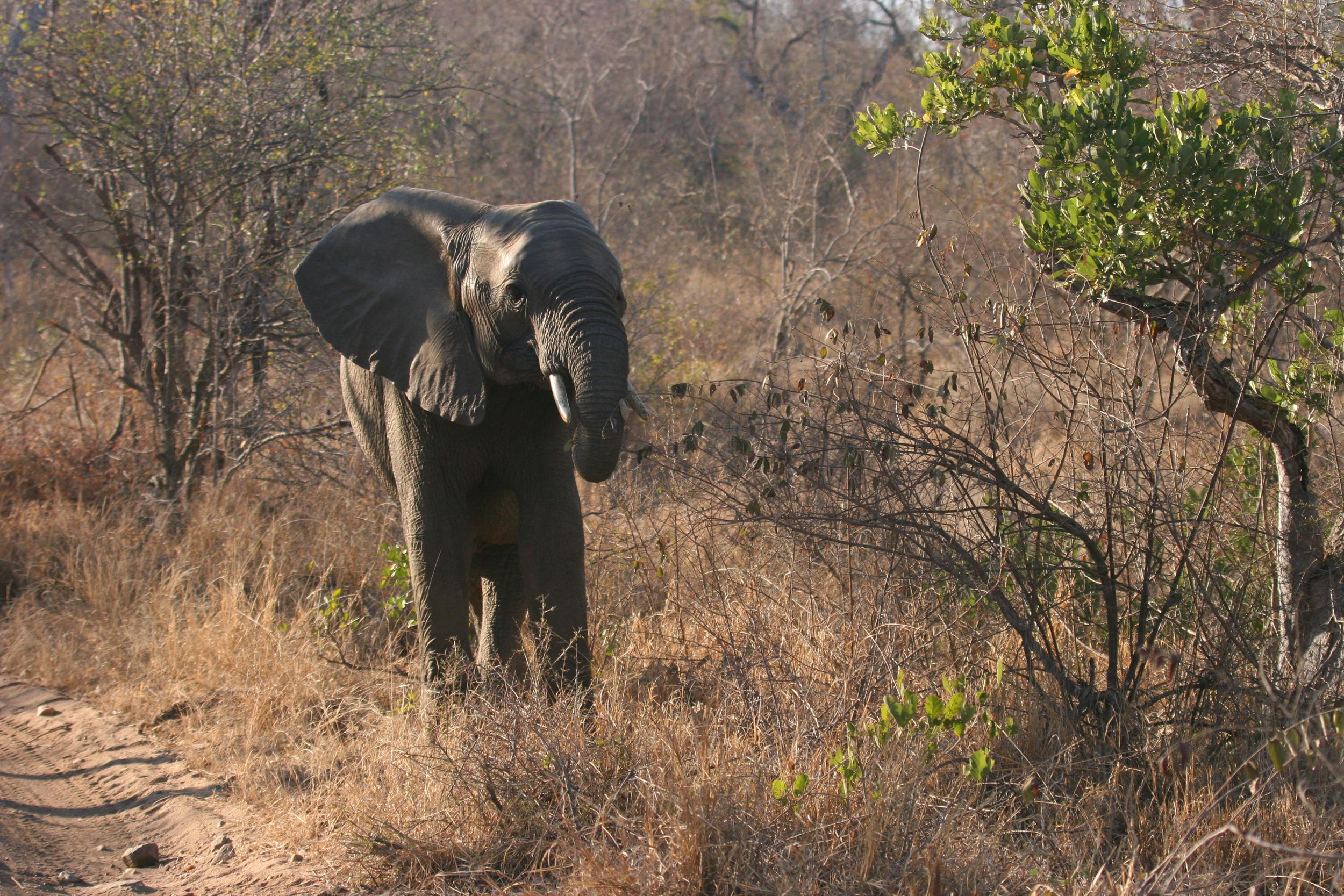 | Garonga Safari Camp