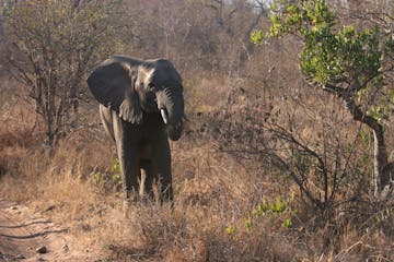 | Garonga Safari Camp