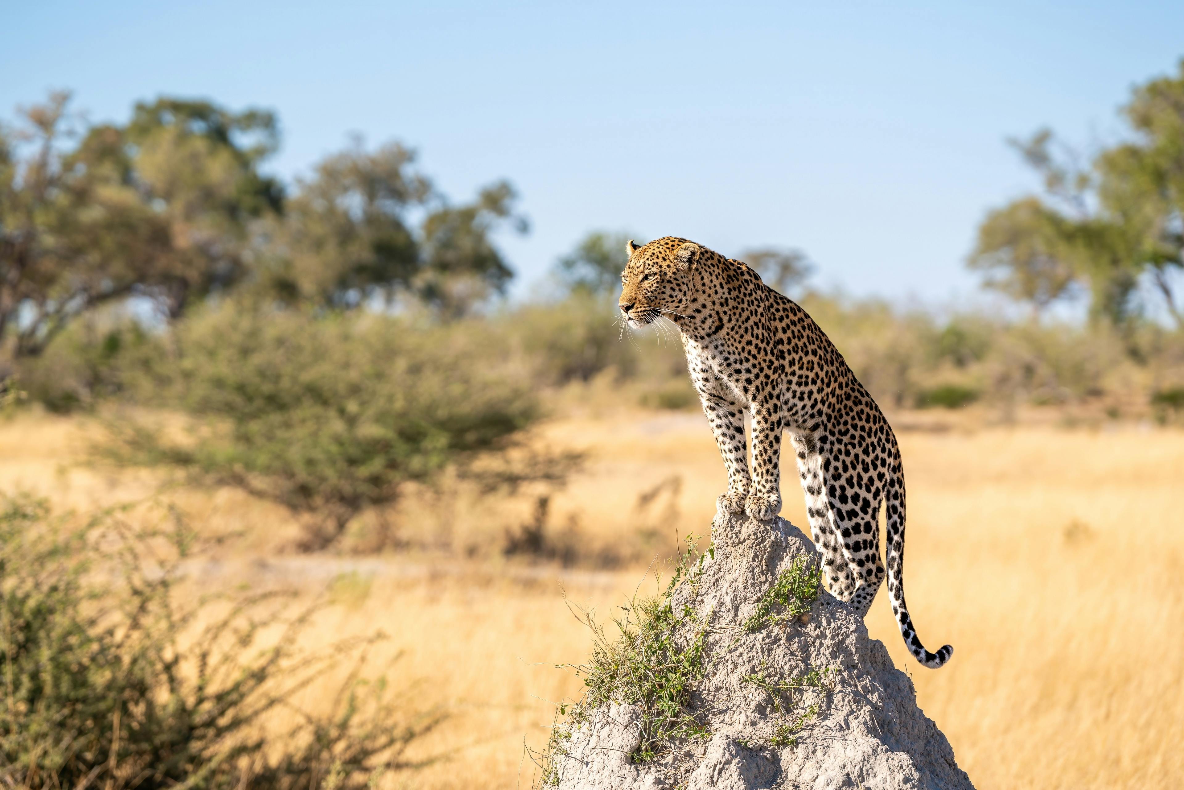 | Moremi Game Reserve