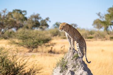 | Moremi Game Reserve