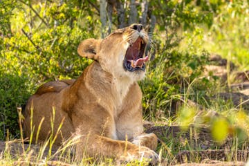 | Ol Kinyei and Naboisho Conservancies