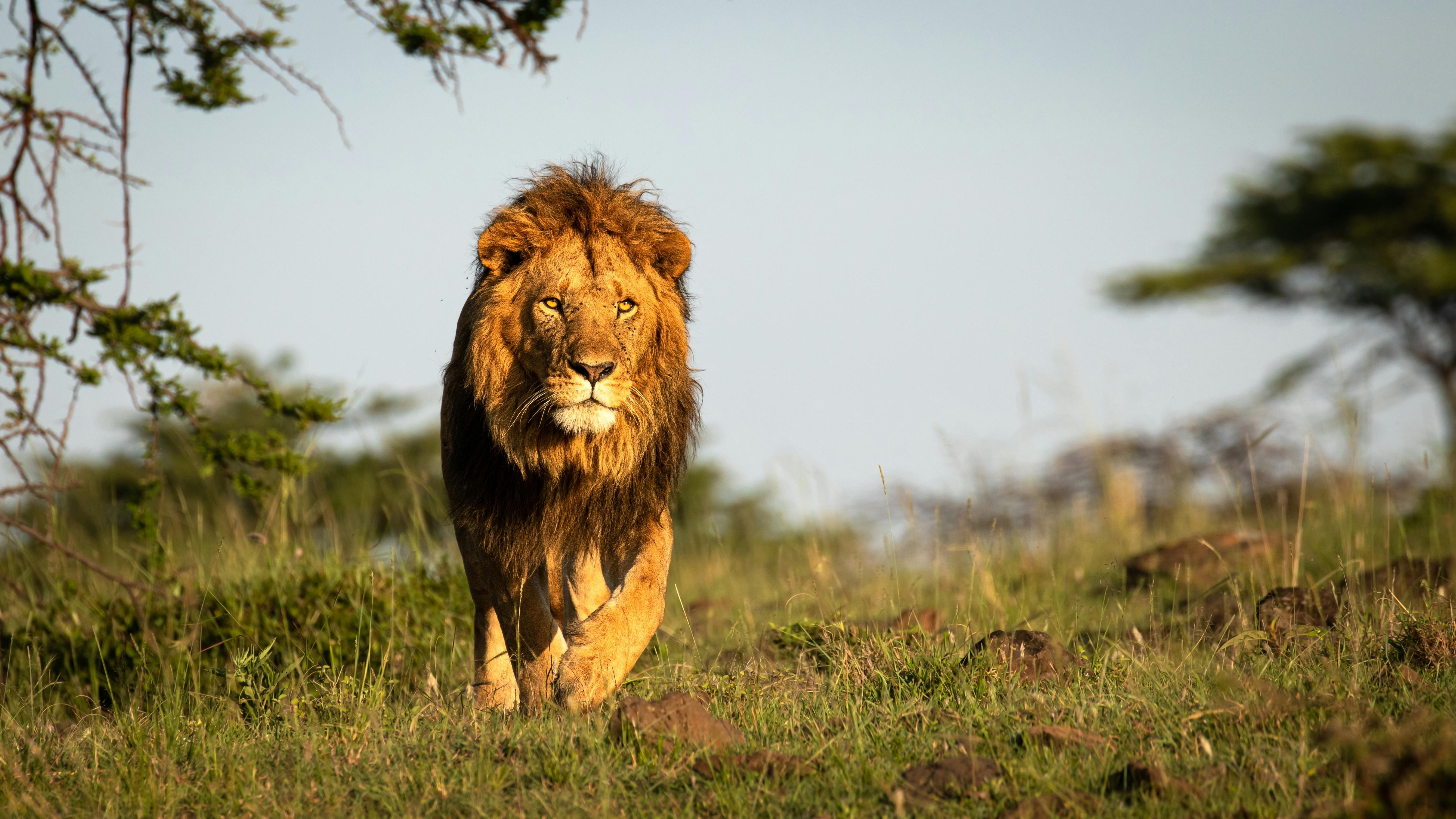 | Porini Lion Camp, Olare Motorogi Conservancy