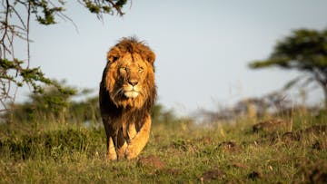 | Porini Lion Camp, Olare Motorogi Conservancy