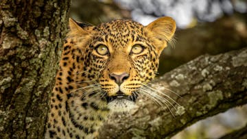 | Olare Motorogi Conservancy