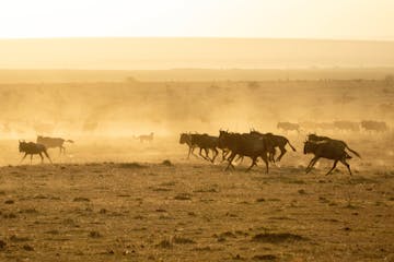 | Olare Motorogi Conservancy
