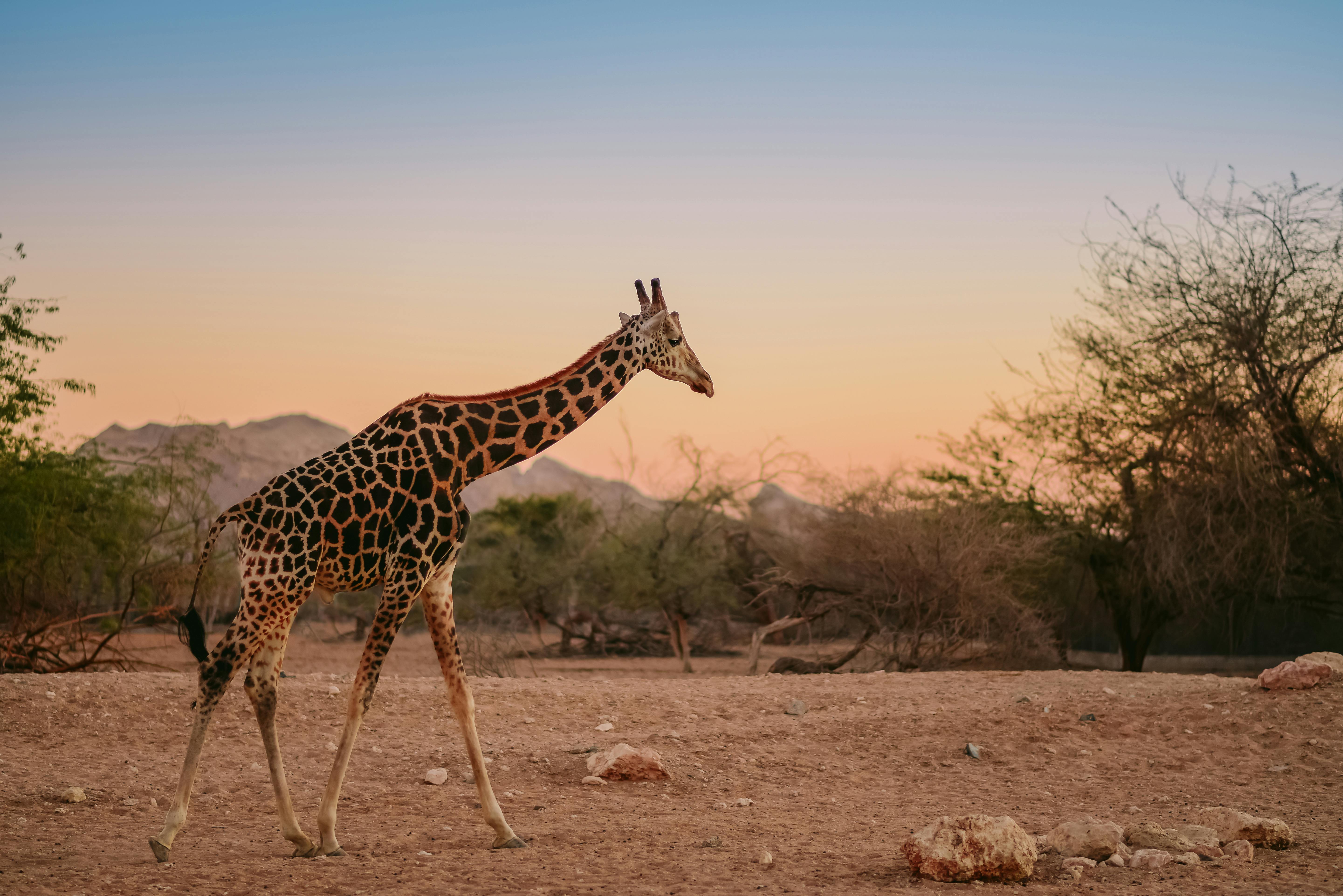 | Final Day & Flight Home