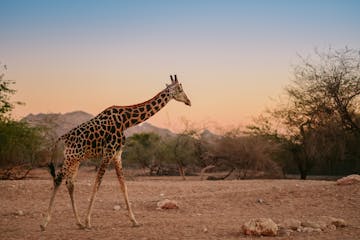 | Final Day & Flight Home