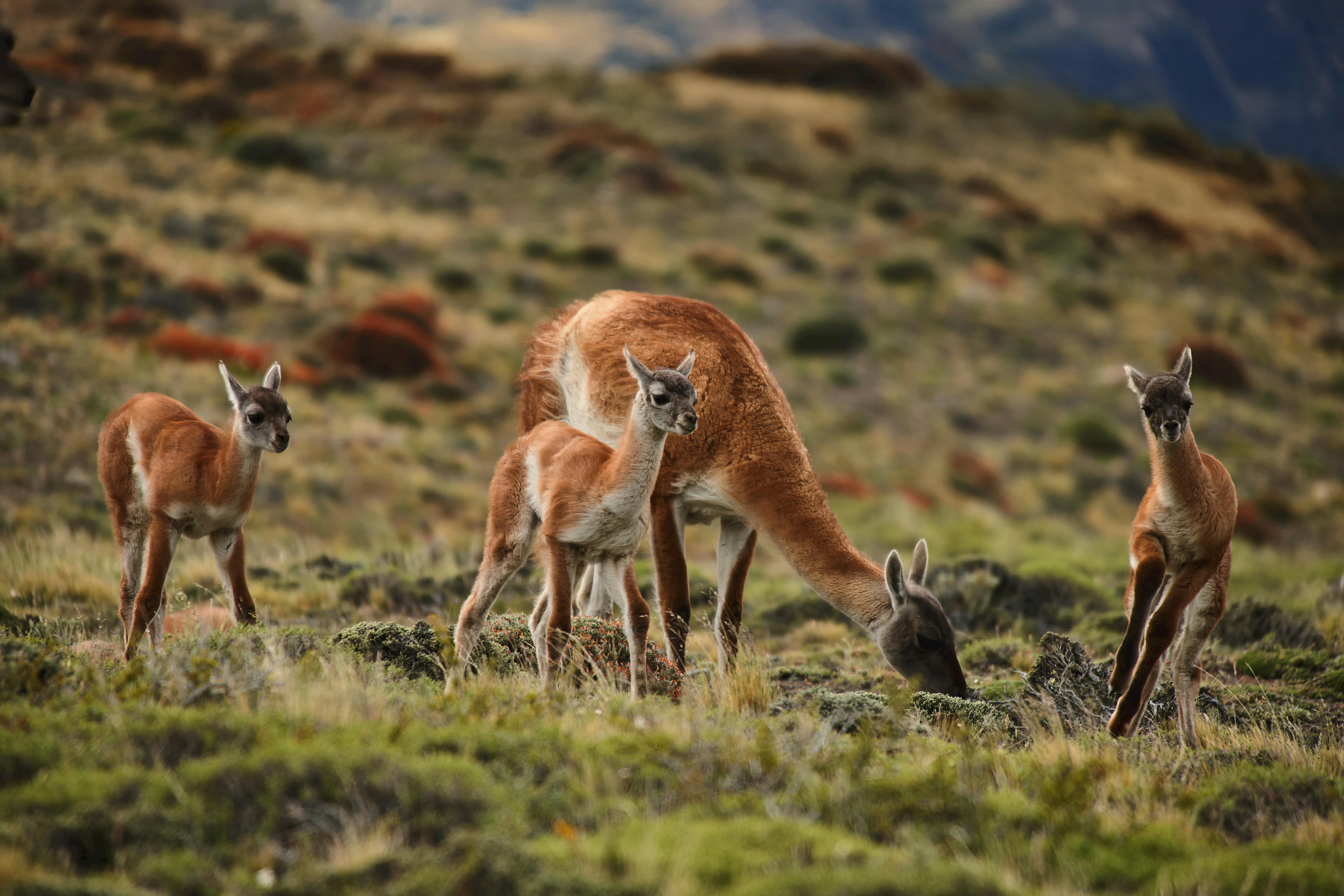 | Torres del Paine National Park