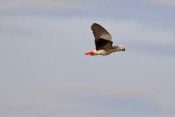 | Principe to Sao Tome & Departure