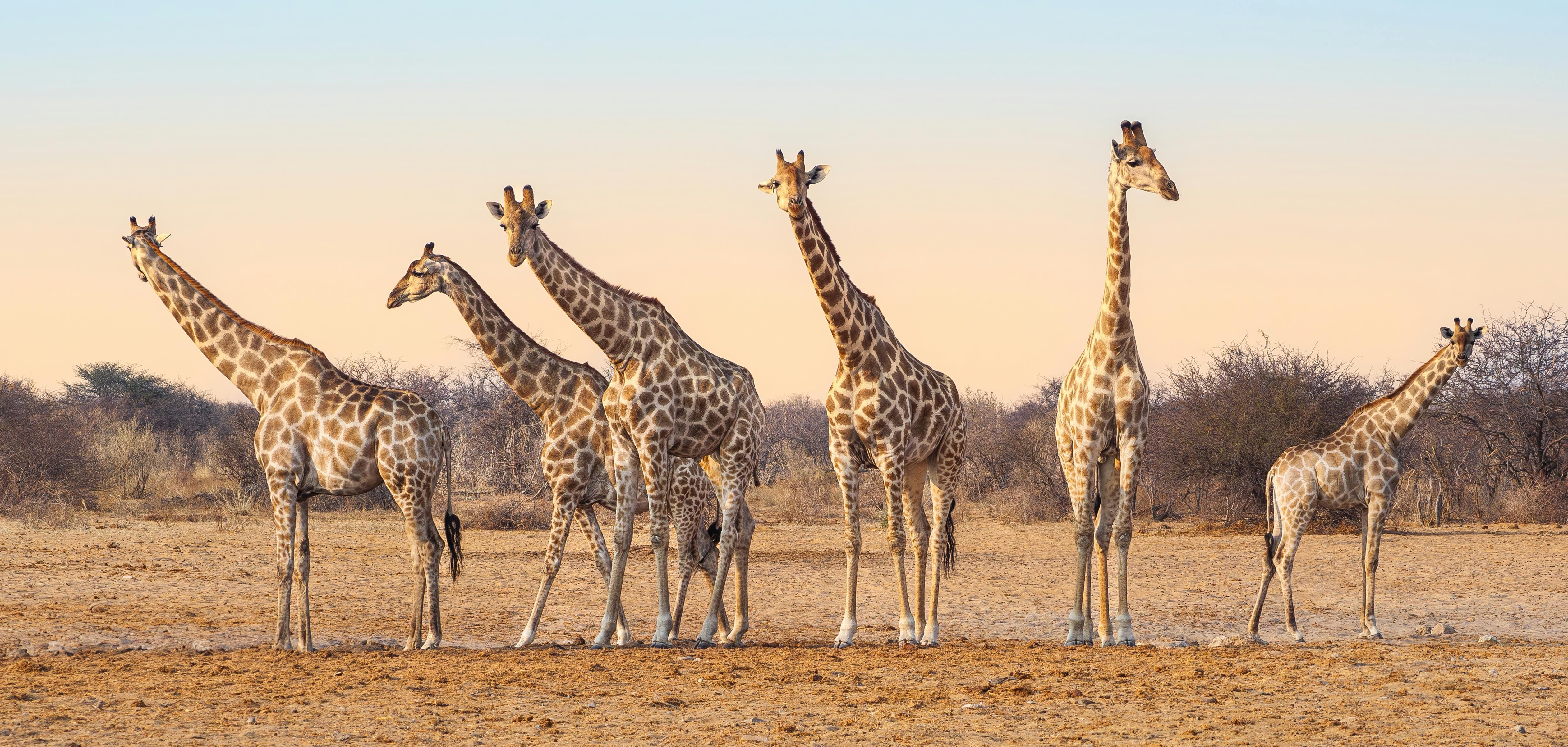 | Etosha National Park