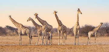 | Etosha National Park
