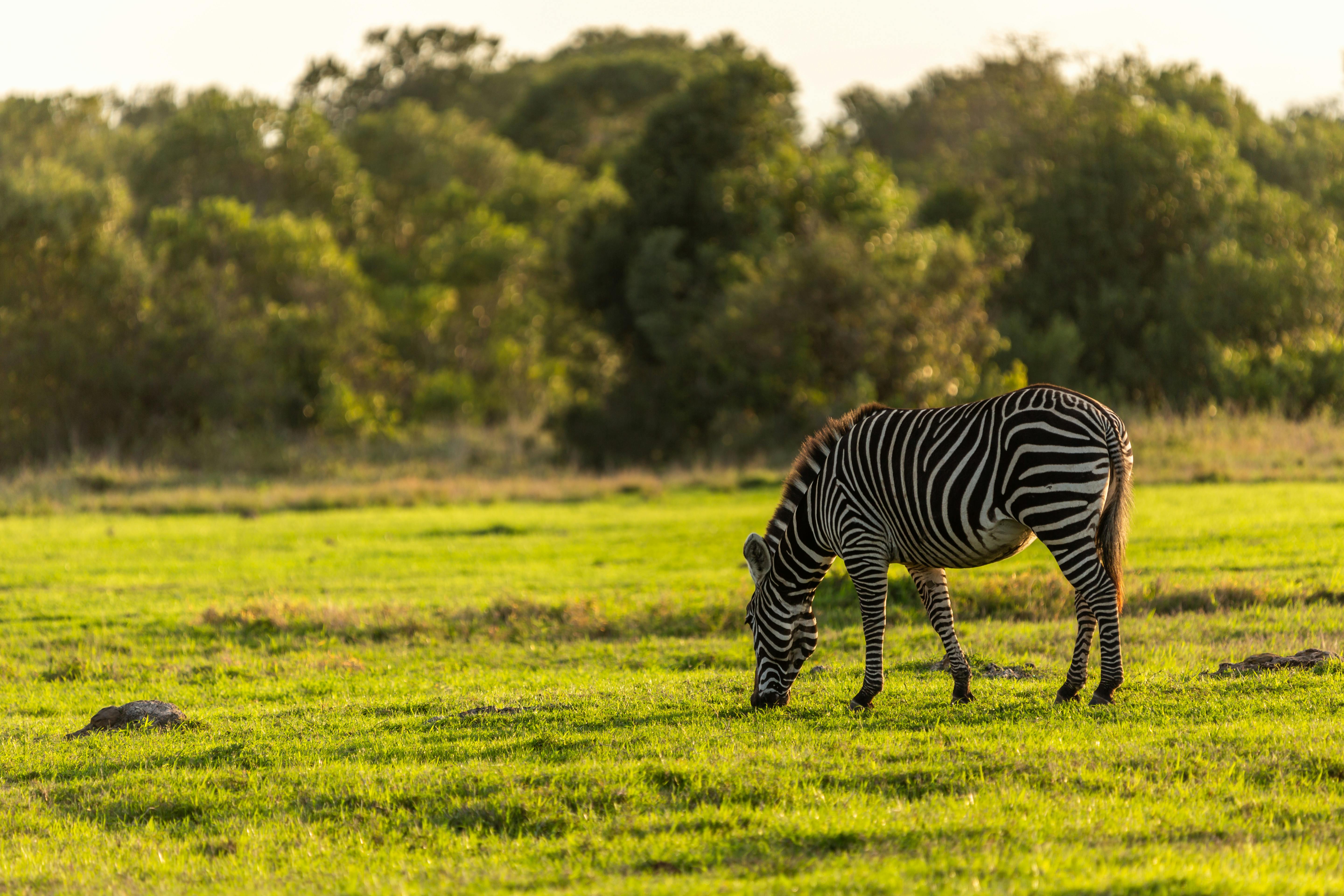 | Karisia Classic Walking Camp, Laikipia