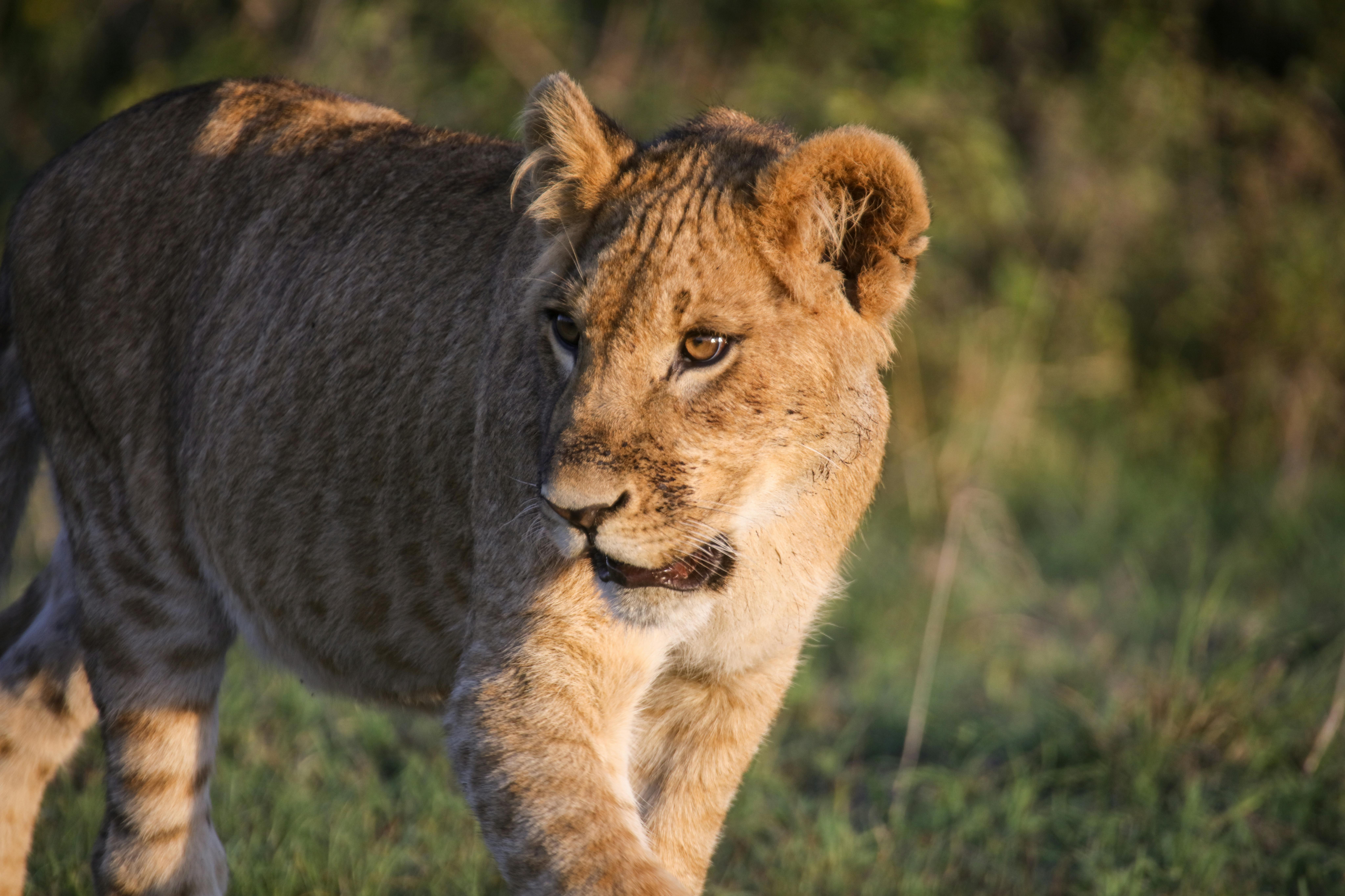 | Tumaren Camp, Laikipia