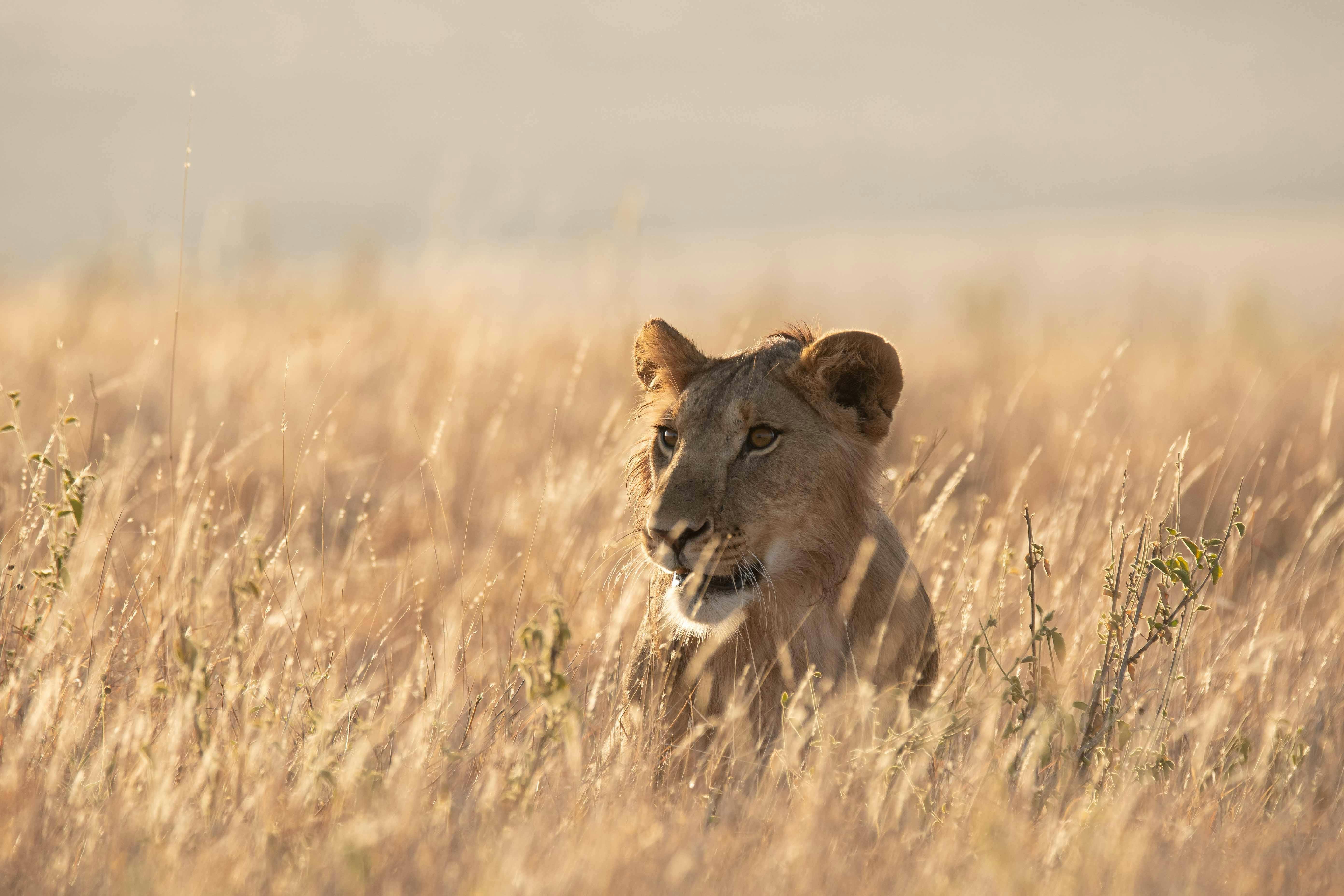 | Nairobi to Lewa Wildlife Conservancy