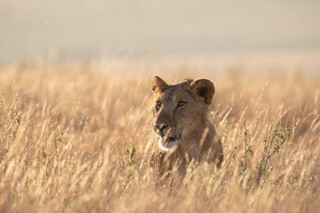 | Nairobi to Lewa Wildlife Conservancy