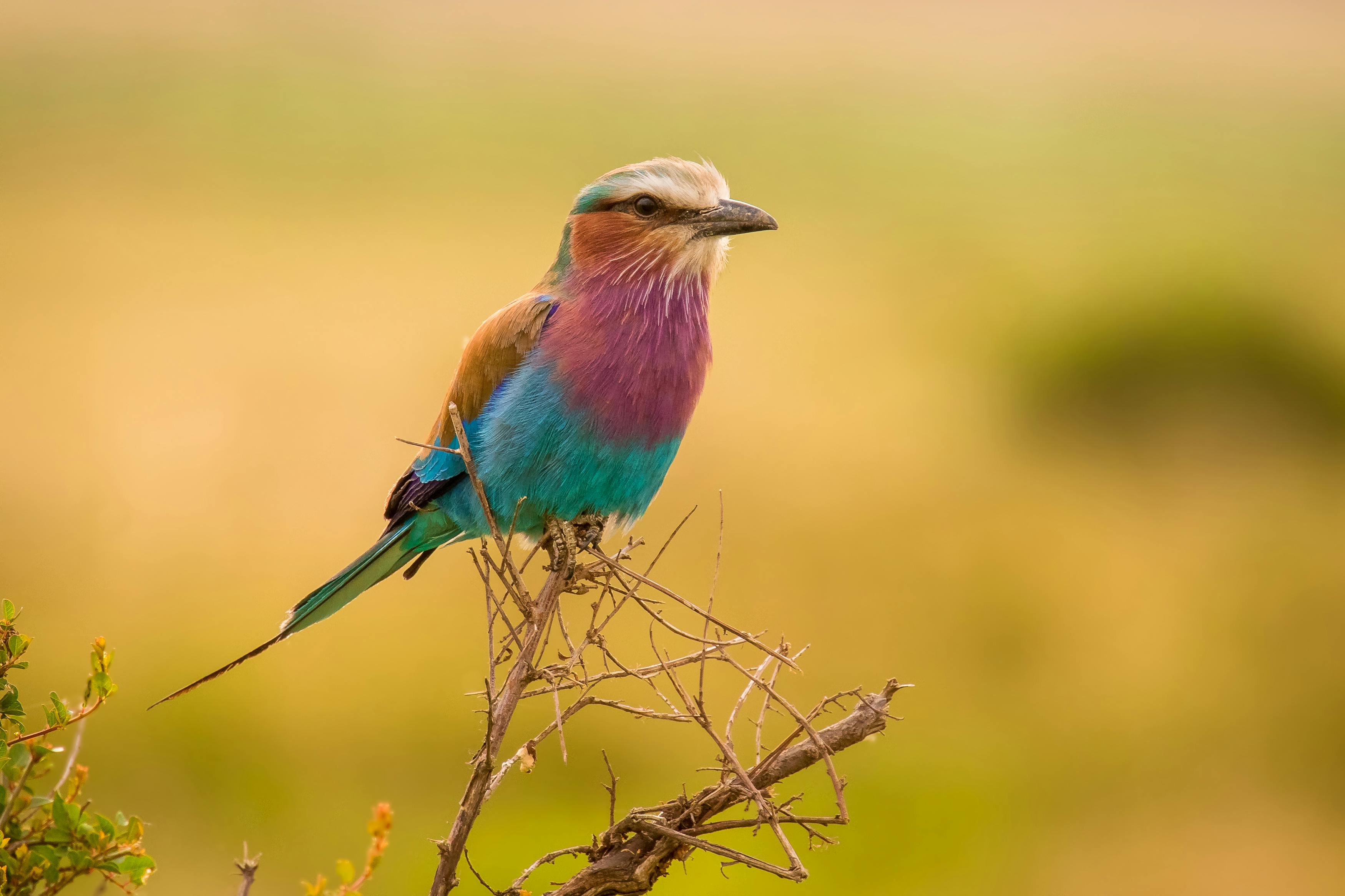 | Mara North Conservancy, Masai Mara