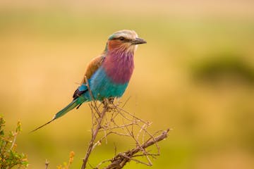 | Mara North Conservancy, Masai Mara