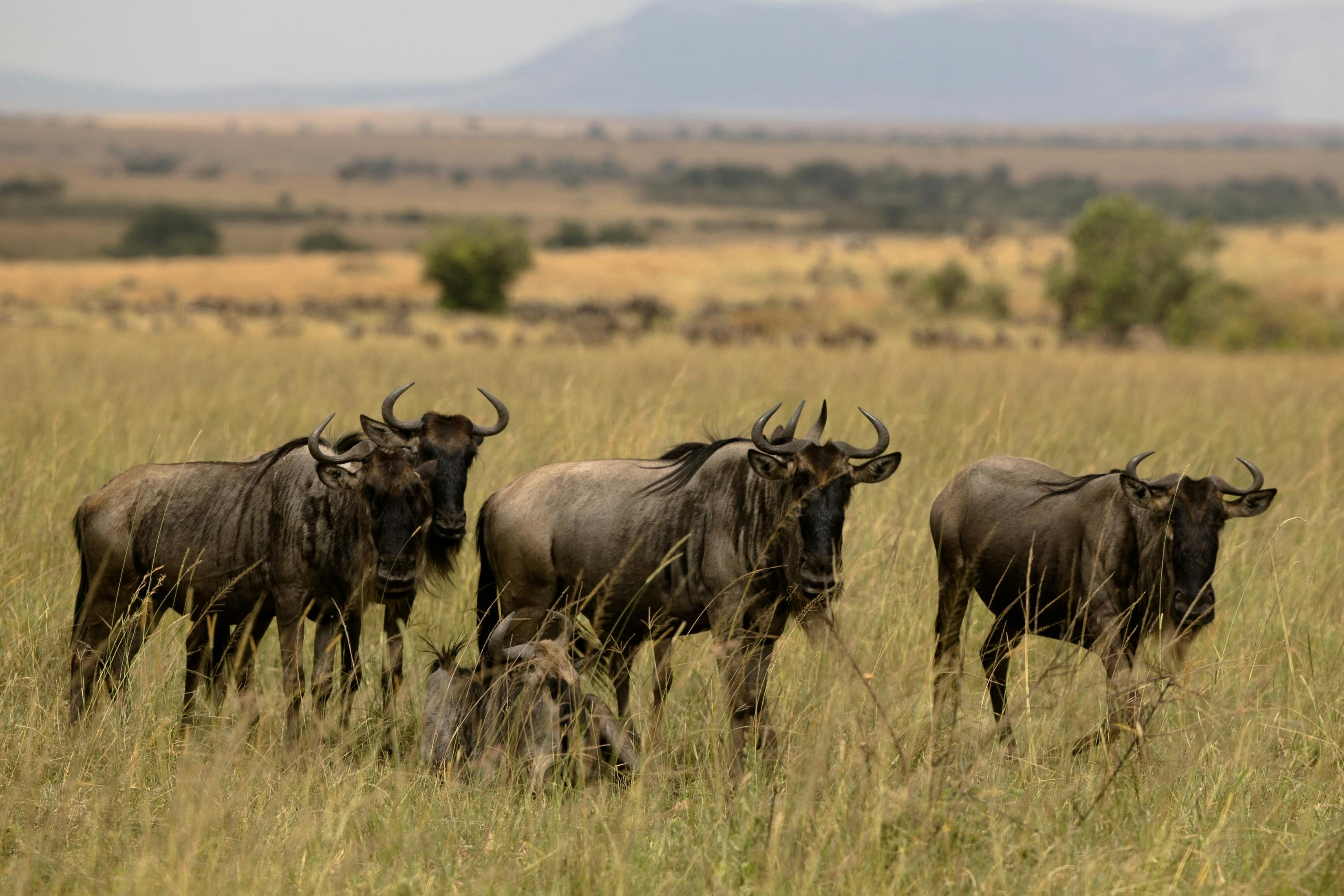 | Laikipia to Mara North, Masai Mara