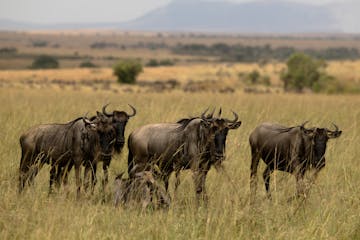 | Laikipia to Mara North, Masai Mara