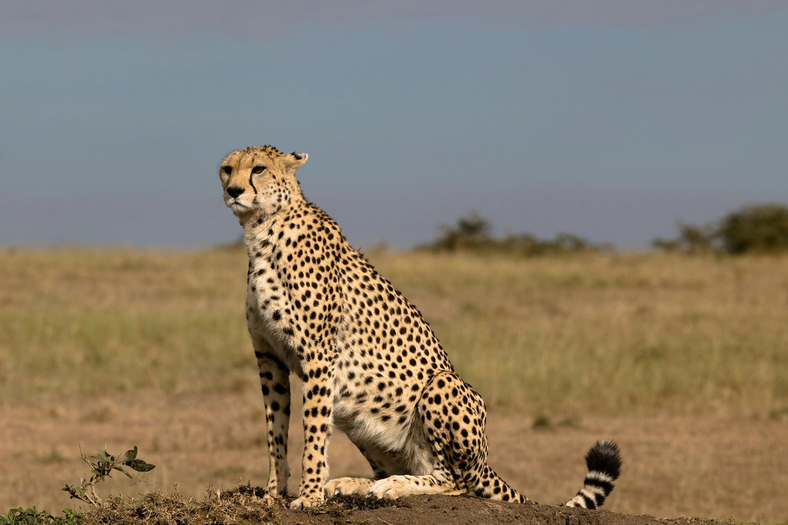 | Mara North, Masai Mara