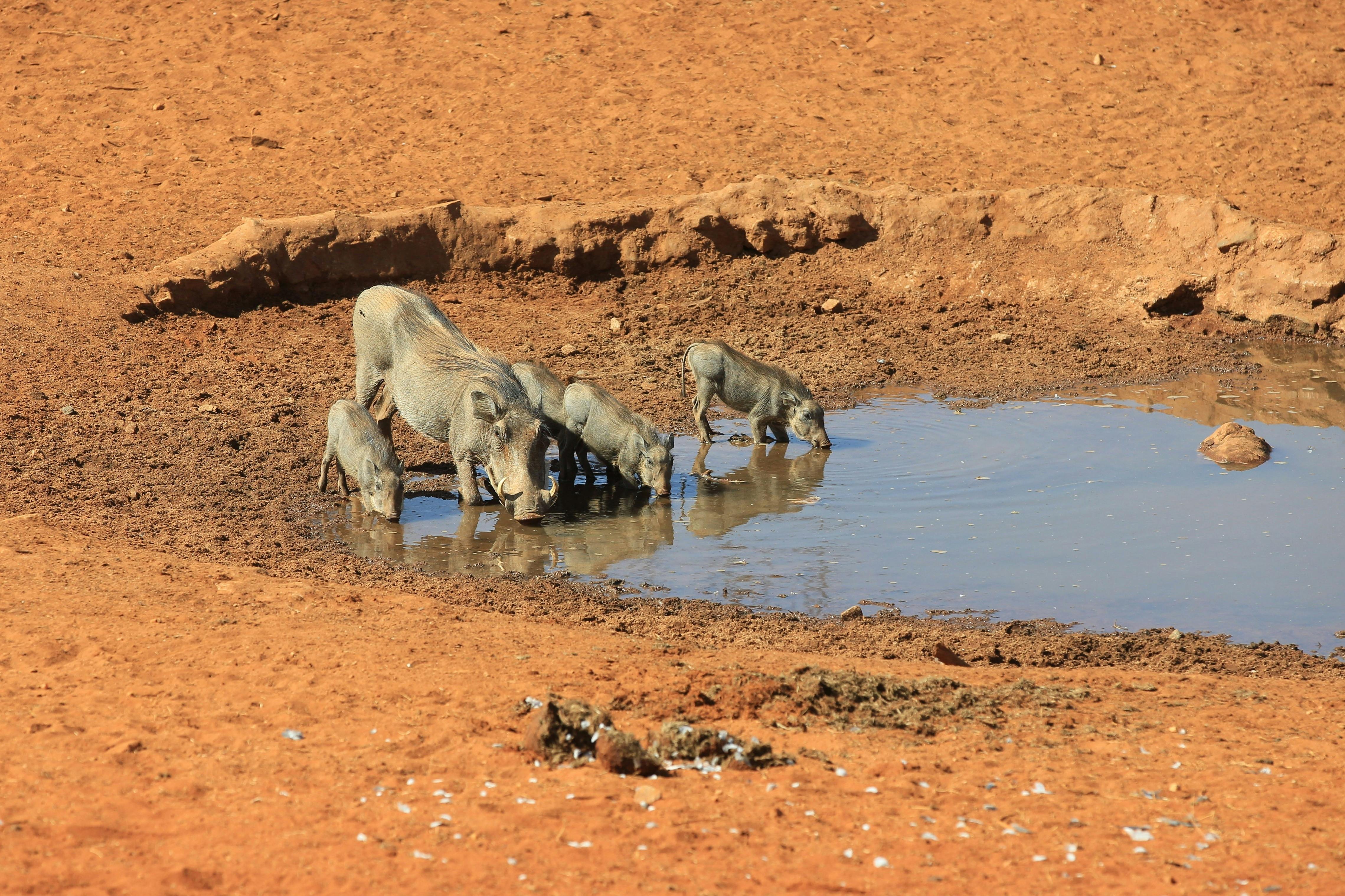 | Nairobi to Selenkay Conservancy
