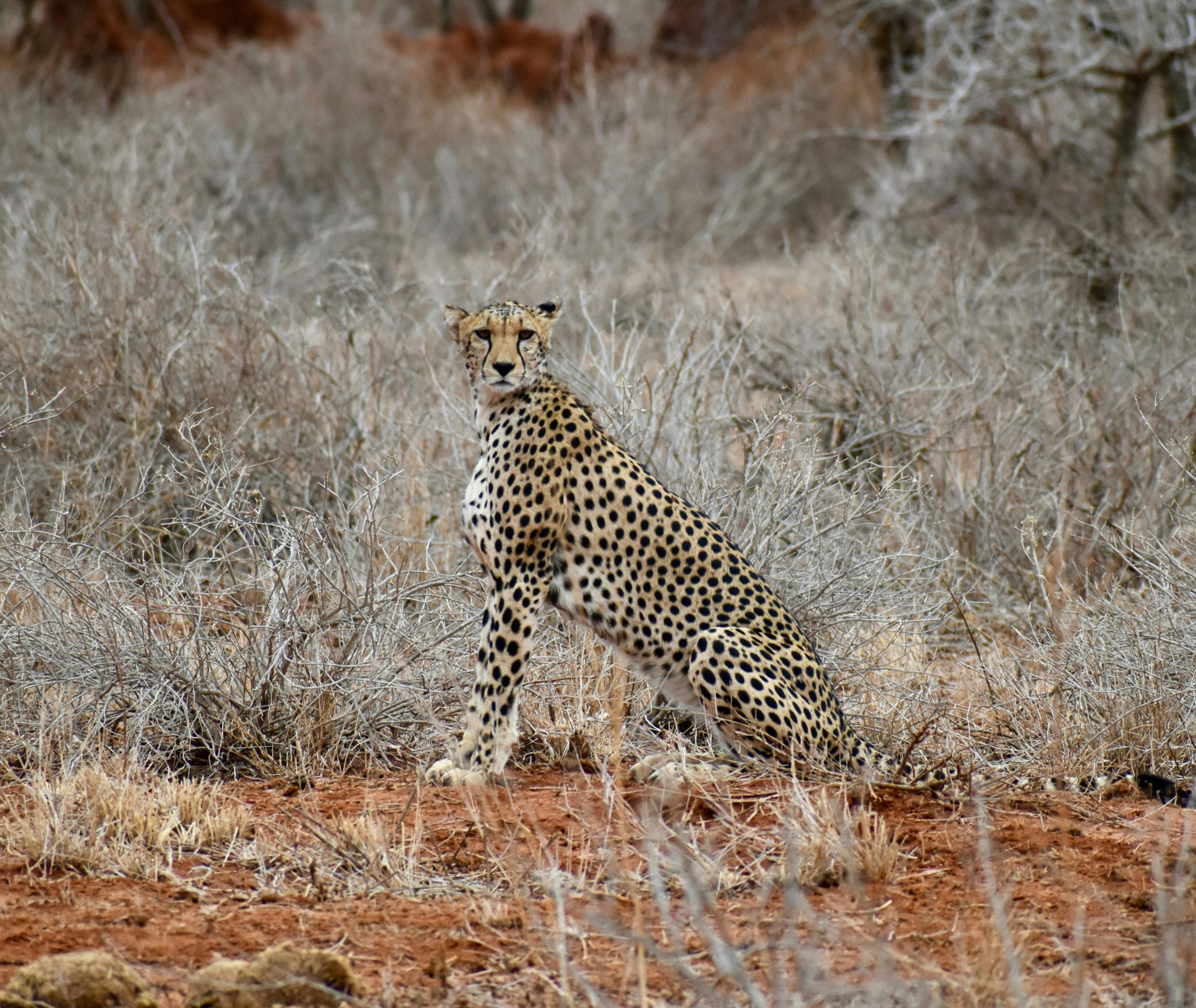 | Selenkay Conservancy & Amboseli National Park