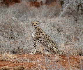 | Selenkay Conservancy & Amboseli National Park