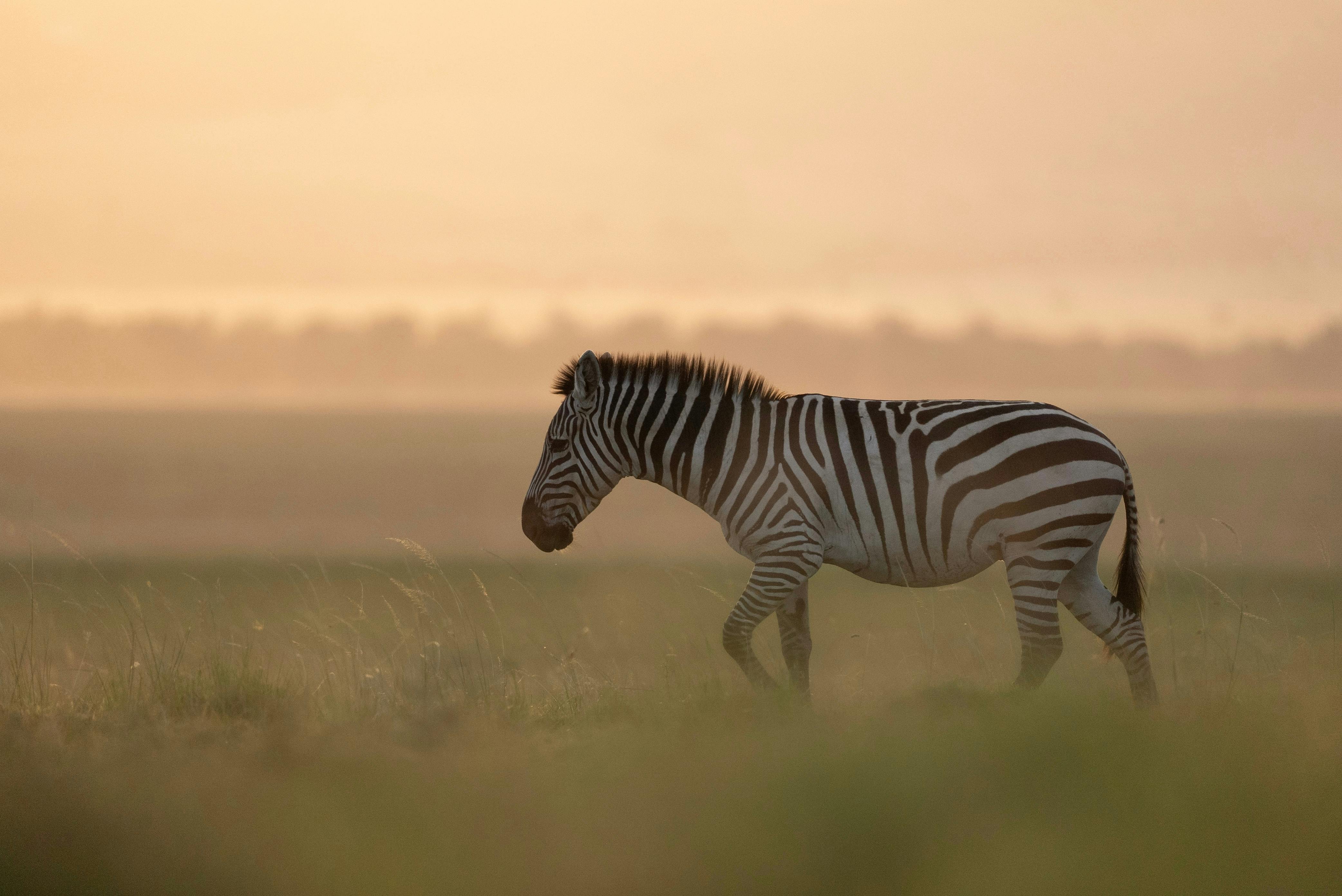 | Selenkay Conservancy to Masai Mara
